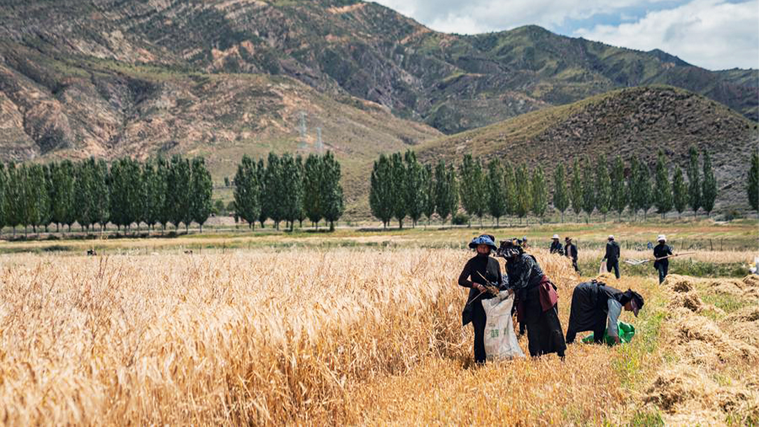 golden harvest landscape