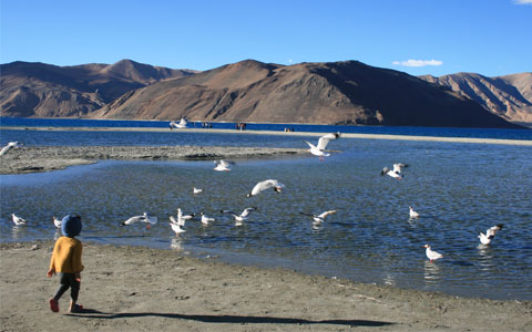 13 Days Lhasa to Pangong Tso Birding Tour