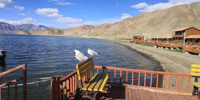 13 Days Lhasa to Pangong Tso Birding Tour