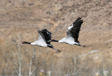 Black Necked Cranes