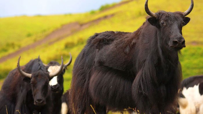 Yaks: The “Treasure” and “Boat” on Tibetan Plateau