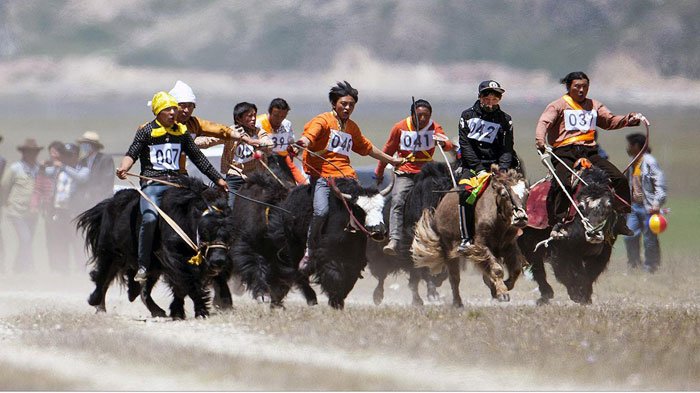 Yak Racing