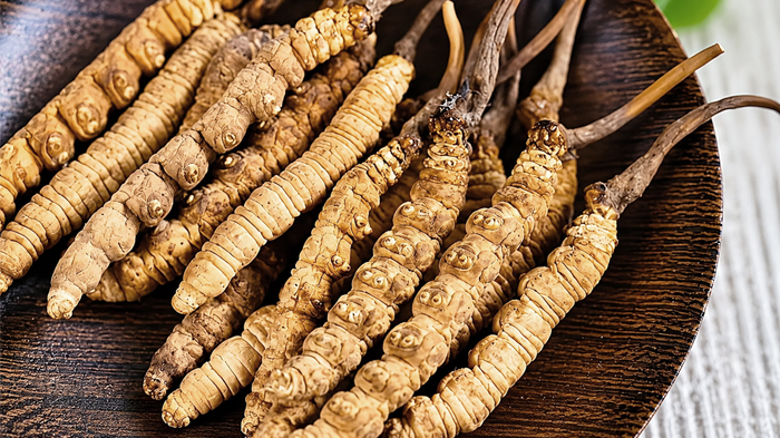 Cordyceps