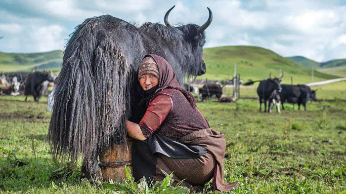 milking a yak on the vast grasslands of the Tibetan Plateau