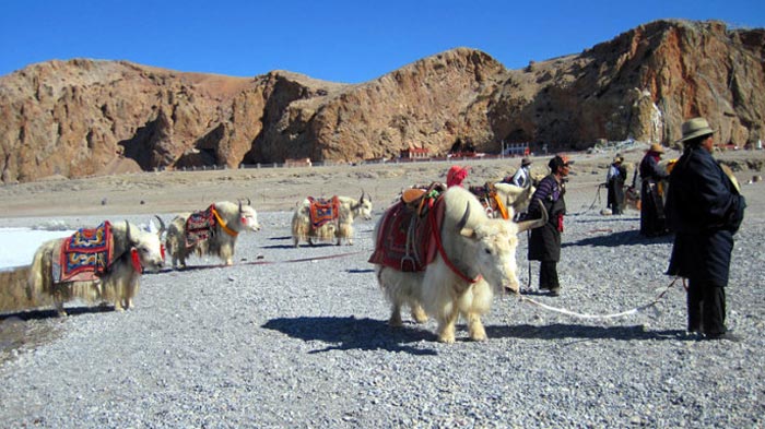 Yak in Tibet