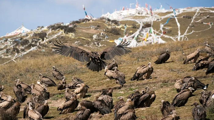 vultures gathering for Tibetan Sky Burial ritual