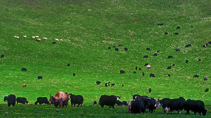 Yaks Dotted on Grassland