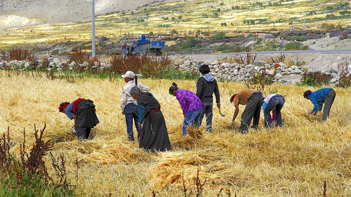 Farmers busy reaping