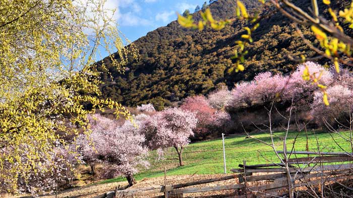 Nyingchi Peach Blossom Festival - Nang County