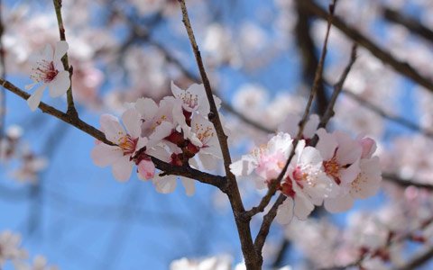 Nyingchi Peach Blossom Festival