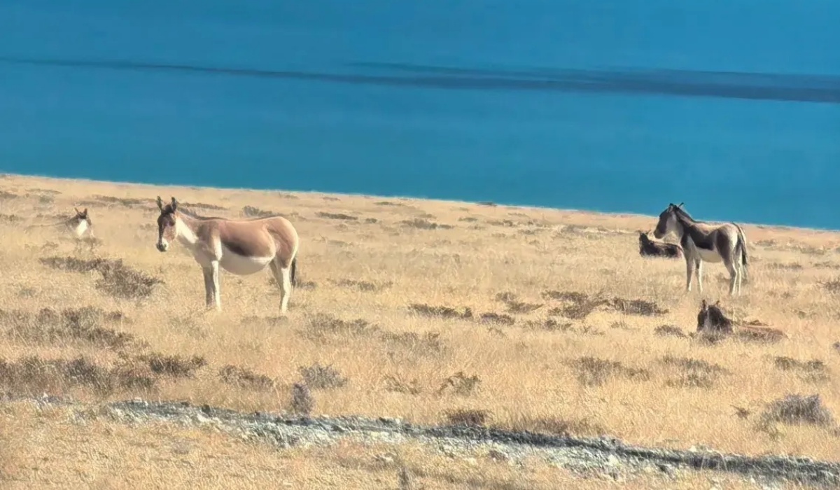 Tibetan wild donkeys grazing near lake in Ngari near Darchen