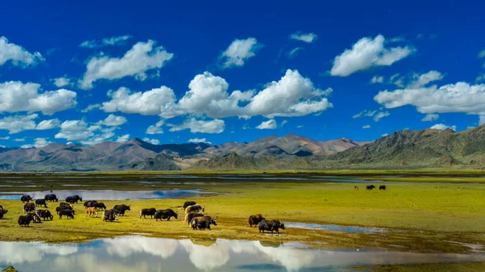 Tibet Nagqu Grassland