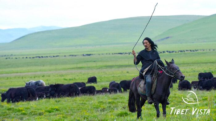 A nomadic Tibetan man herding Tibetan yaks