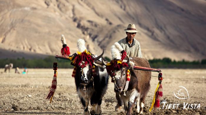 Tibetan farmers