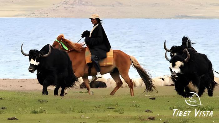 Tibetan nomads graze the Tibetan yaks on the grassland in northern Tibet