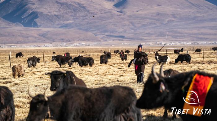 Tibetan nomads herding Tibetan yaks