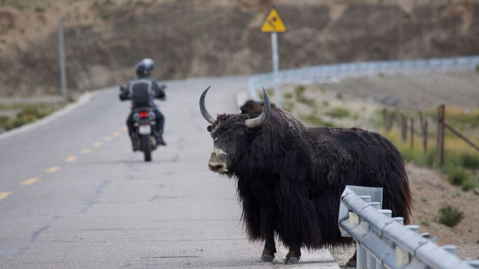 Tibet Road with Wild Animal