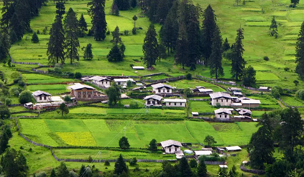 The Lush Forests of Nyingchi in Summer
