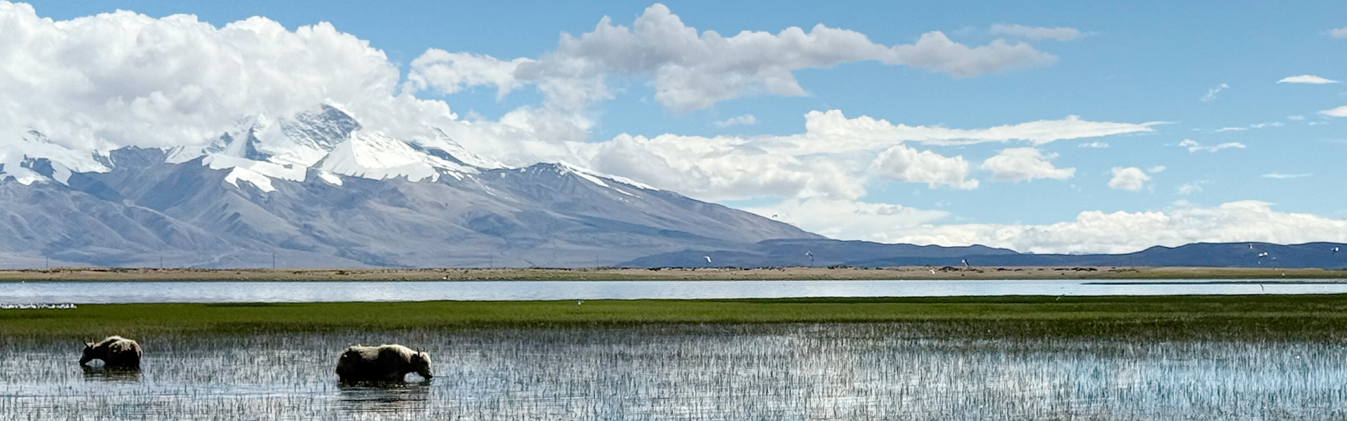 Vibrant Summer Landscapes