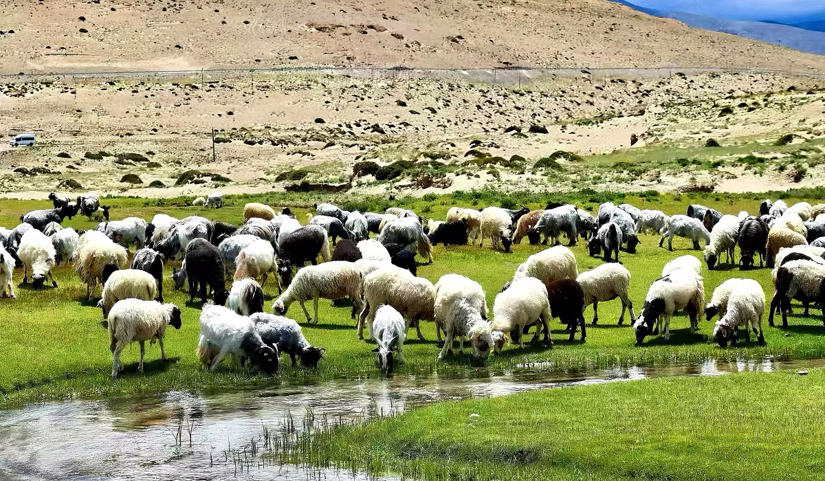 Meet Lovely Animals during Your Summer Trip in Tibet