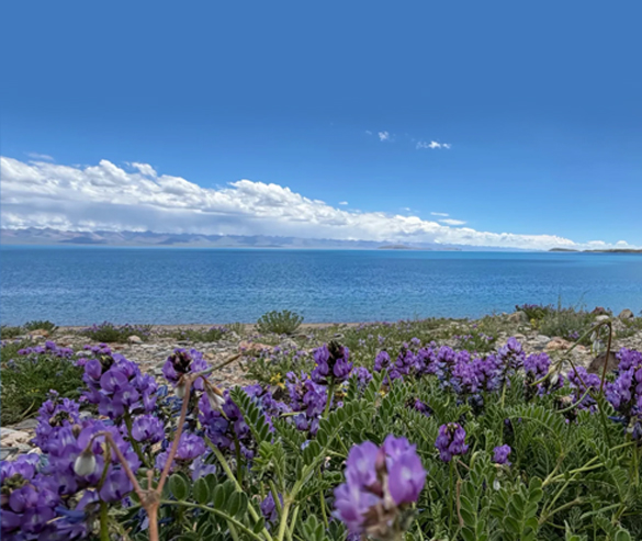 Visit Tibetan Holy Lakes in Summer