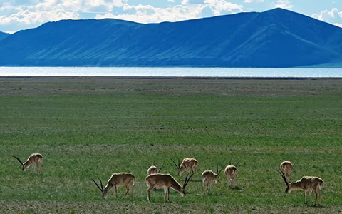 Encounter Wildlife Across the Tibetan Plateau
