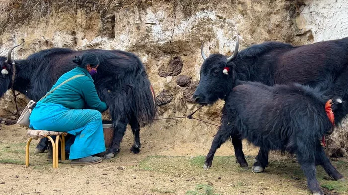 Tibetan women milking yaks