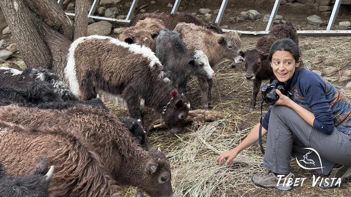 Our guests feed domestic Tibetan yaks at a local farmer&rsquo;s yard