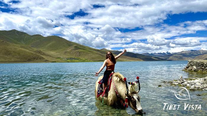 riding white yaks at Tibet Yamdrok Lake