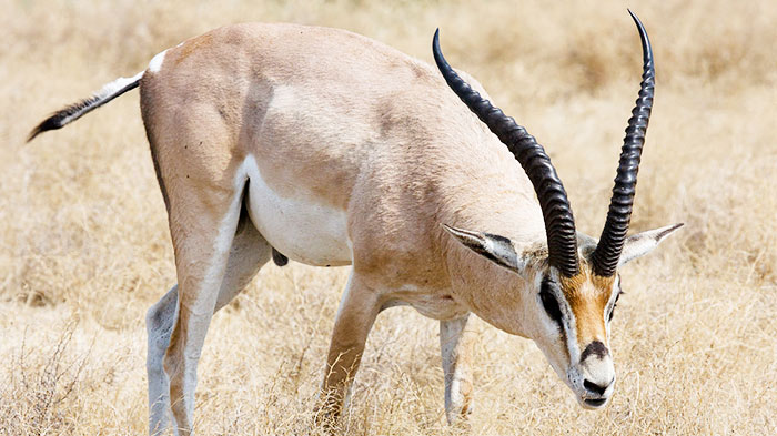  Tibetan antelope is one of the most special animal in this wildlife.