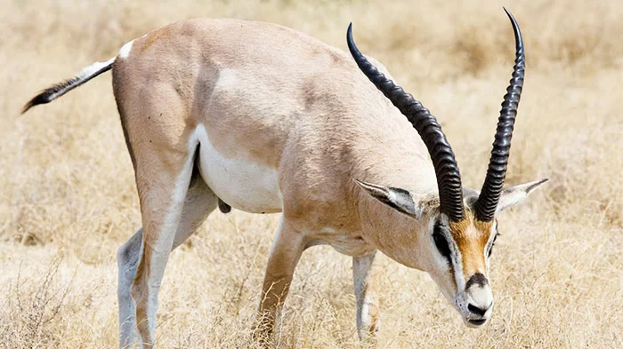 antelope.webp