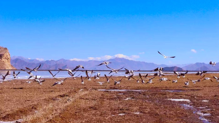 Best Time for Birdwatching in Lhasa
