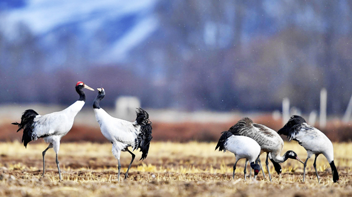 black-necked crane