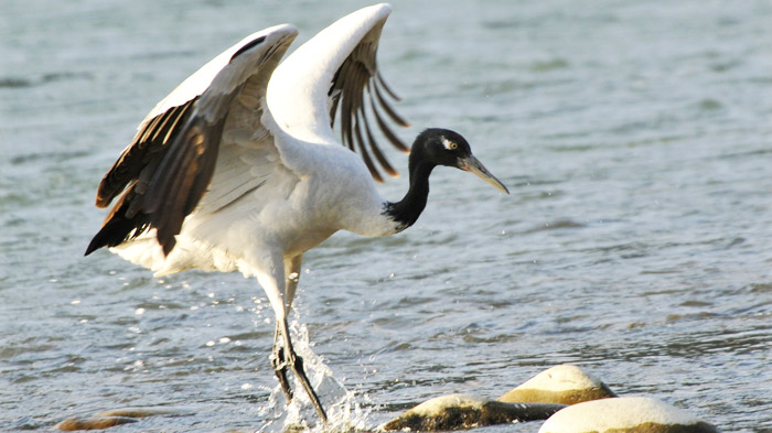 Black-necked crane