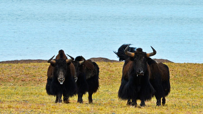 Most yaks are black.