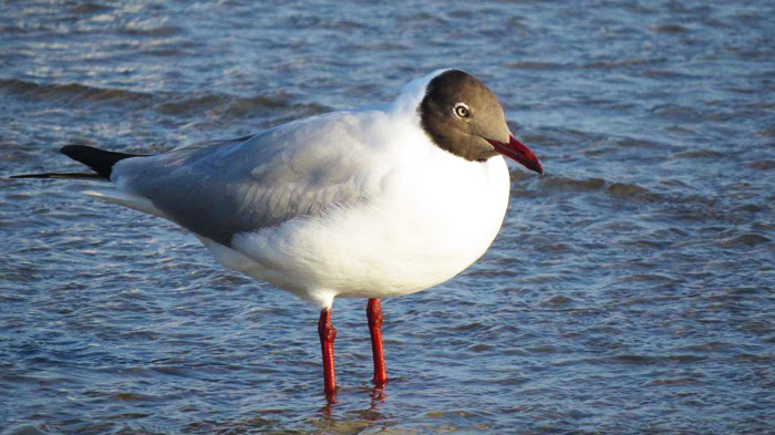 Brown Headed Gull