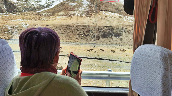capture Tibetan blue sheep on the way to Everest Base Camp