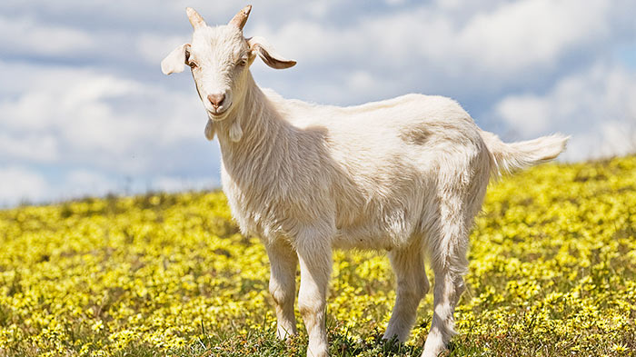 Goats adapting to very steep terrain.