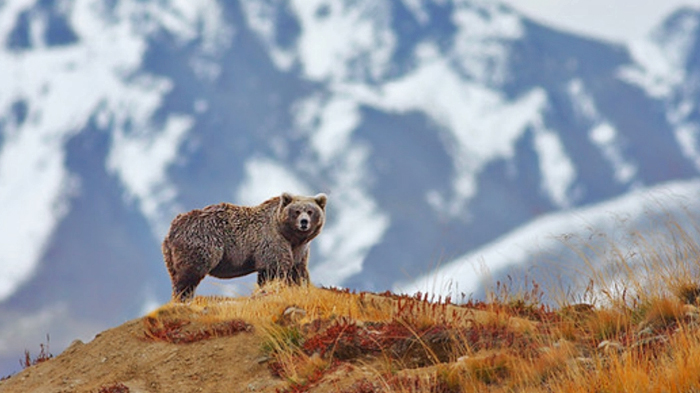 A powerful Himalayan brown bear in the remote mountains of Tibet