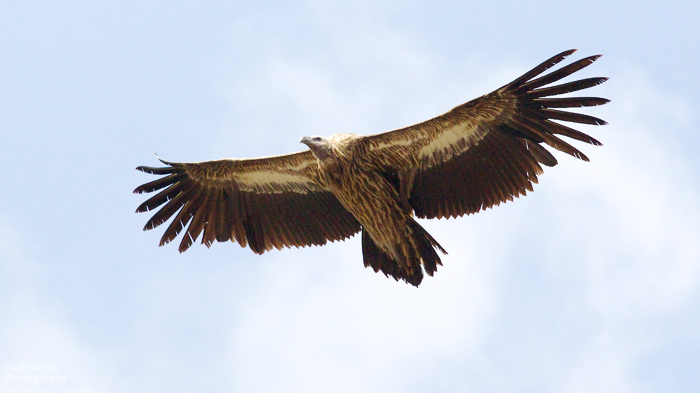 Himalayan Vulture