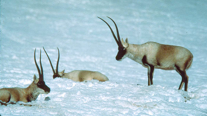 Male Tibetan antelopes return to their traditional winter grounds in autumn, for the mating.