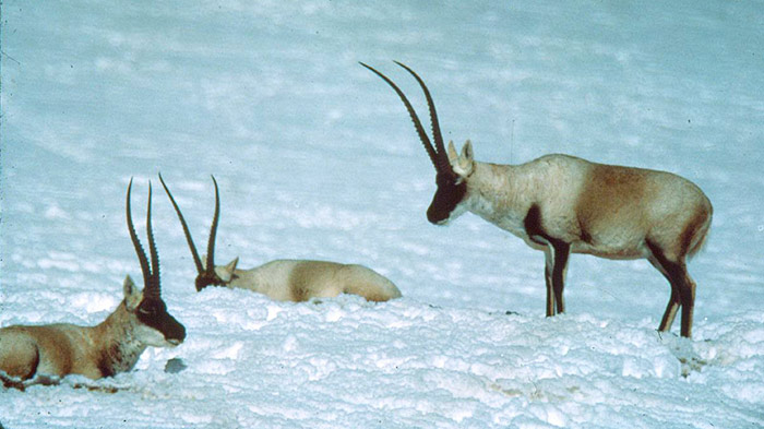 Tibetan Antelope Female