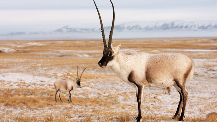 Tibetan antelope fur is pale fawn to reddish-brown, with a whitish belly, and is particularly thick and woolly.