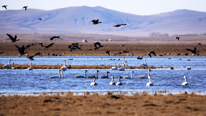Tibet has an ideal habitat for migratory birds all year round.