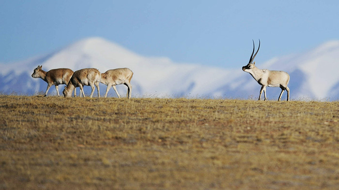 Tibetan antelope remains legally protected under the Convention on International Trade in Endangered Species.