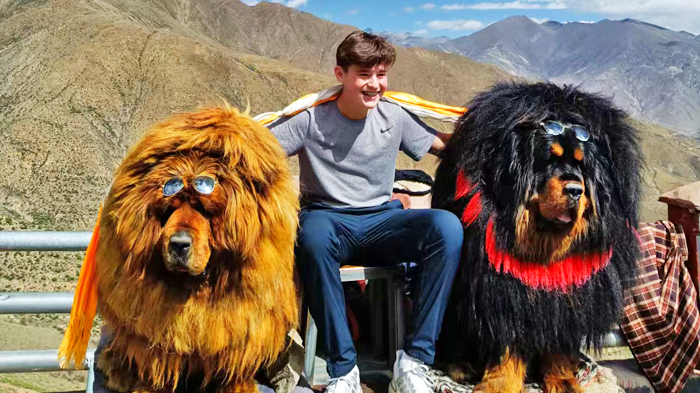 Tibetan Mastiffs