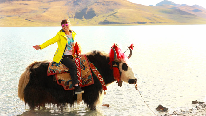 A girl is riding a yak.
