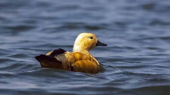 Ruddy Shell Duck