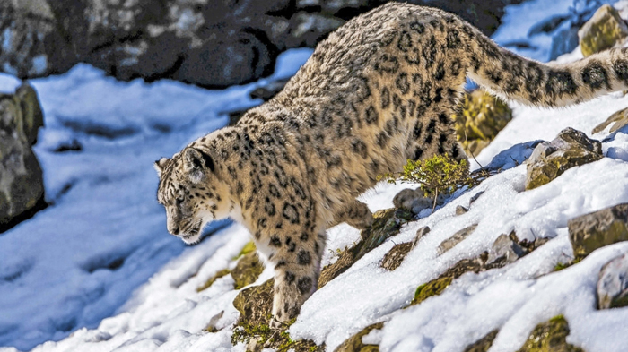 snow leopard roaming the rocky slopes of Tibet&rsquo;s Everest region