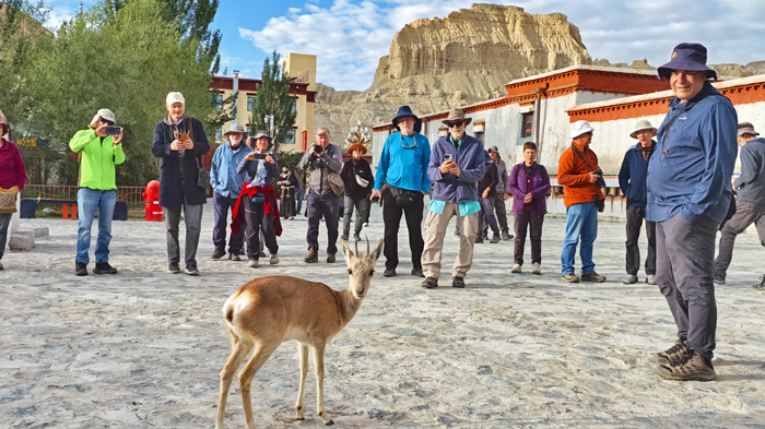 spot Tibetan Gazelle in Tholing Monastery in Nagri